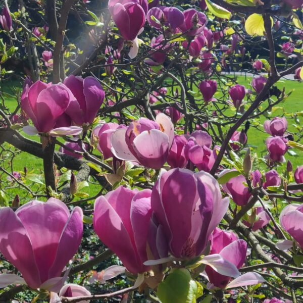 Forfait magnolia 2 nuitées