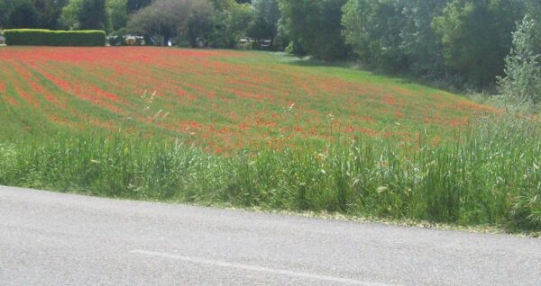 Forfait coquelicots weekeend
