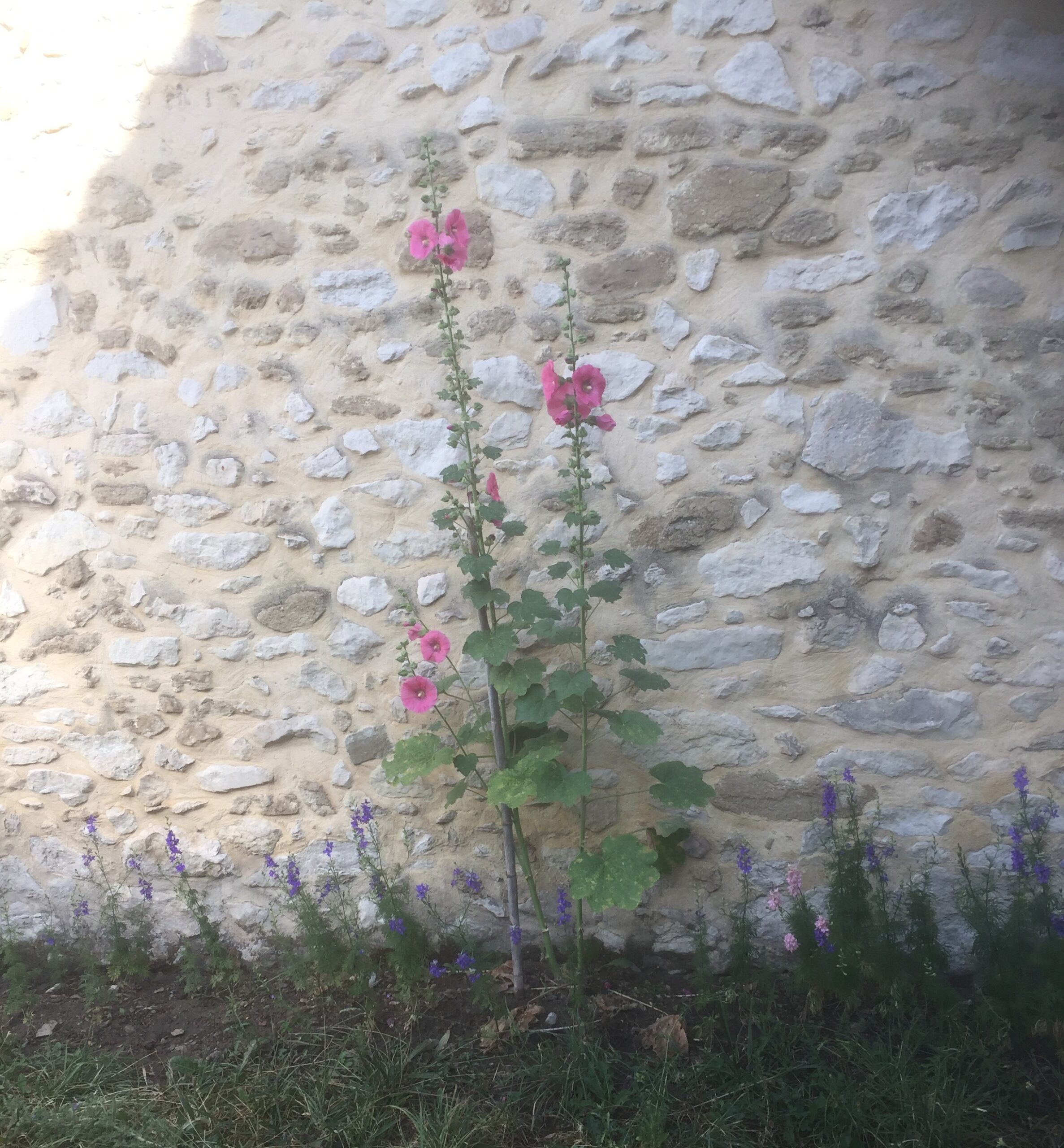 Forfait rose trémière séjour 1 semaine basse saison